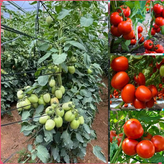 Hạt giống cà chua trứng thái
