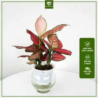 Cây Vạn Lộc Thái Đỏ (2 nhánh) Thuỷ Sinh kèm Chậu Thuỷ Tinh - cây Hồng Phát Lộc