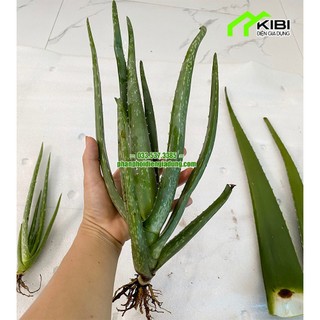 Cây nha đam giống bẹ to, cây nha đam loại to giống Mỹ