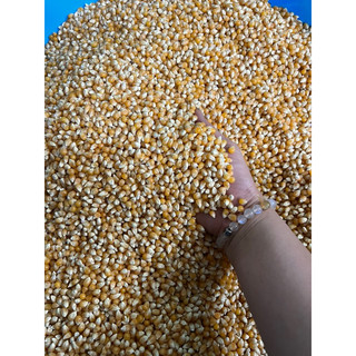 1kg Ngô nổ Mỹ