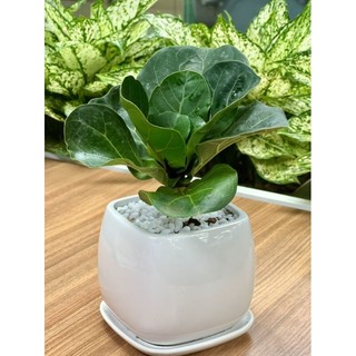 Cây bàng Singapore size mini để bàn