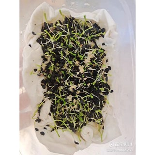 100gram hạt giống rau hẹ ta