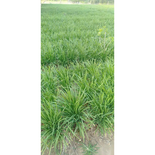 100gram hạt giống rau hẹ ta