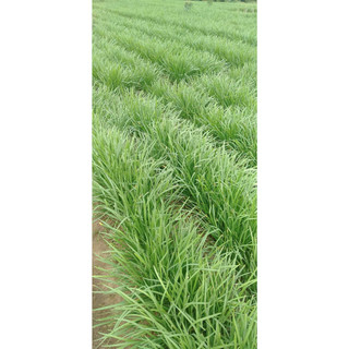 100gram hạt giống rau hẹ ta