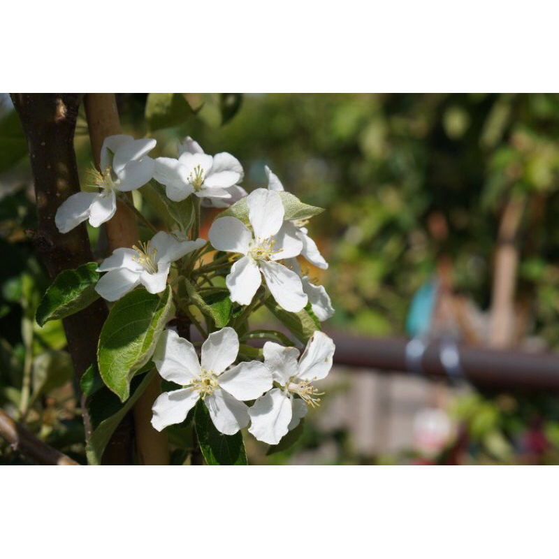 Máy ảnh Sony ZV-E10 + Lens 16-50mm (ZVE10) Mới chính hãng | Tặng thẻ 64gb | BigBuy360 - bigbuy360.vn