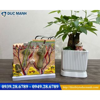 Mô hình giải phẫu cấu tạo các lớp da của cơ thể người 50:1