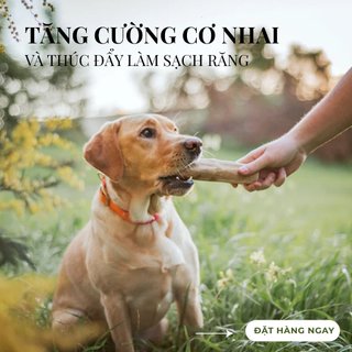 Xương gặm cho chó bằng gỗ cà phê tự nhiên / Giảm căng thẳng và lo âu đa dạng kích thước