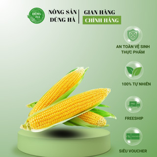 Ngô ngọt - bắp to, tươi ngon