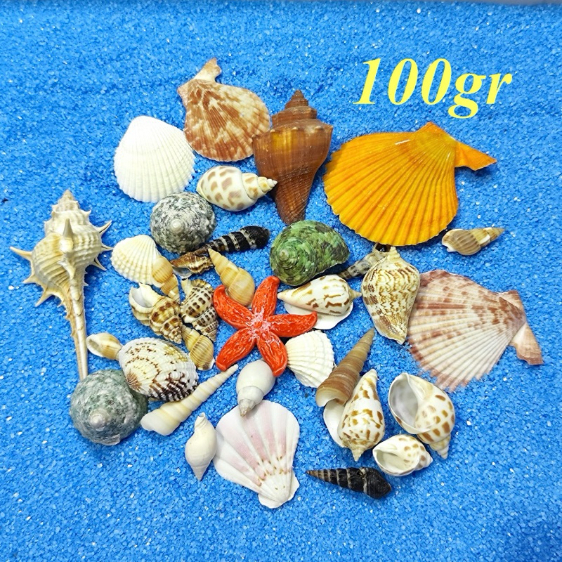 100 gr Vỏ ốc nhánh