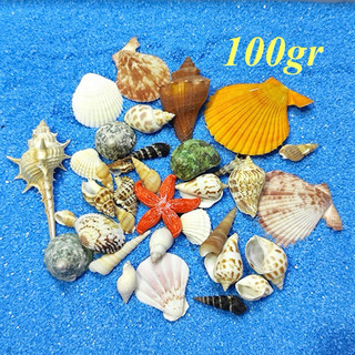 100 gr Vỏ ốc nhánh