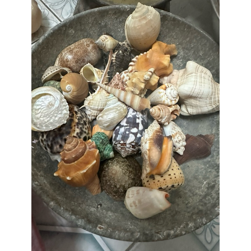 Các loại ốc đủ màu