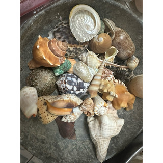 Các loại ốc đủ màu