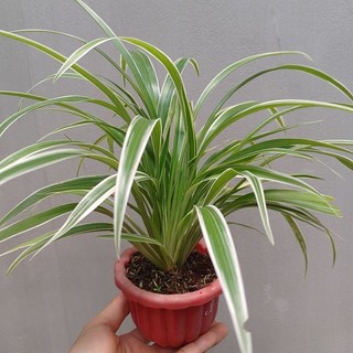 Cỏ Lan Chi chậu mini