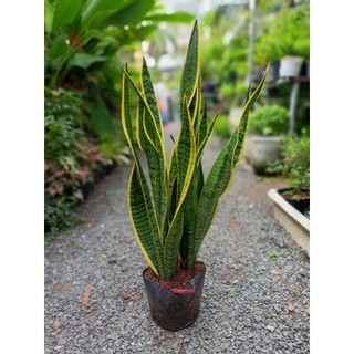 Cây lưỡi hổ cao 60-70cm