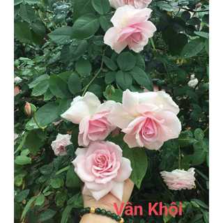 Giống hoa hồng cổ vân khôi gốc rễ trần hoa thơm màu cực đẹp