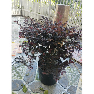 Cây Hồng Phụng- tặng kèm phân bón