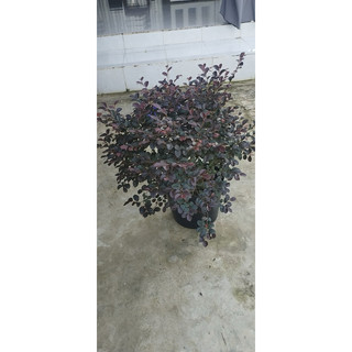 Cây Hồng Phụng- tặng kèm phân bón