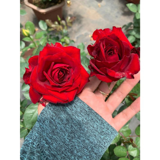 Giống Hoa Hồng Red valentine