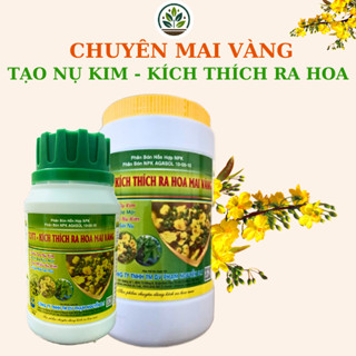 Tạo nụ mai vàng, kích ra hoa cho mai, kích hoa nở đồng loạt