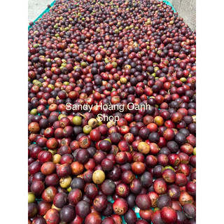 1kg đủng đỉnh phơi khô tự nhiên - sao vàng - xoay bể hạt.