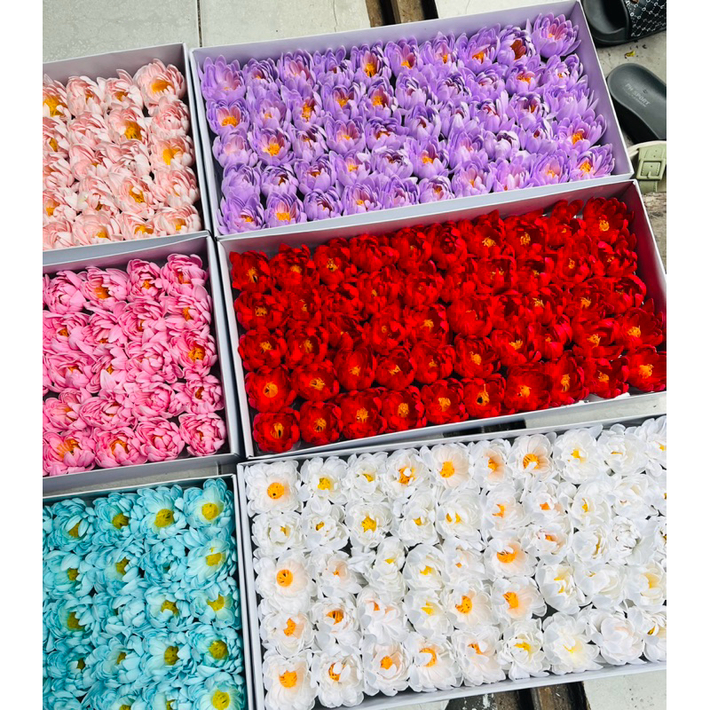 Hoa cúc DALIA  sáp . hộp 50 bông