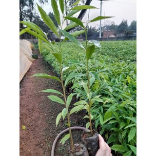 cây gió bầu, cây trầm hương bầu to ( cây cao 30cm)