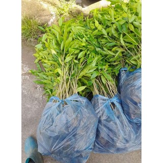 Combo 10 cây gió bầu,trầm hương cao trên 50cm tặng 1 cây