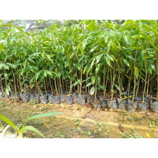 Combo 10 cây trầm hương,gió bầu cao 50cm trở lên lên tặng 1 cây
