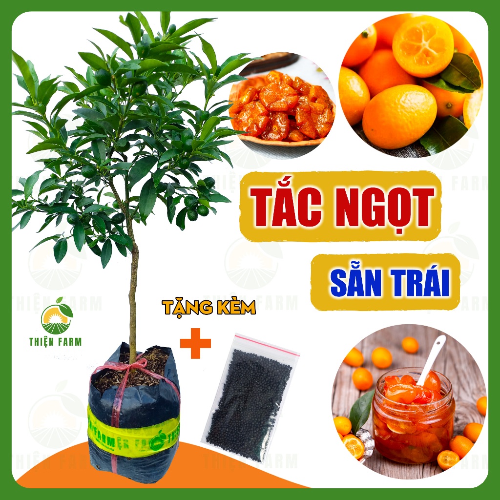 Cây Tắc Ngọt sẵn trái THIỆN FARM 60cm, giòn ngọt cả vỏ, dùng ăn tươi, sấy dẻo, trồng chậu, thùng xốp