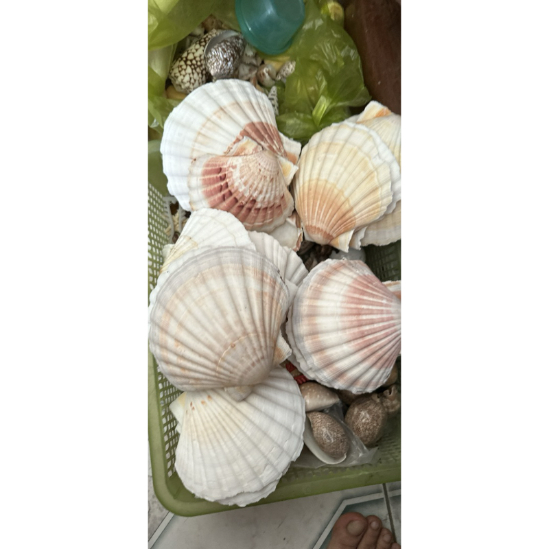 1 kg vỏ sò điệp