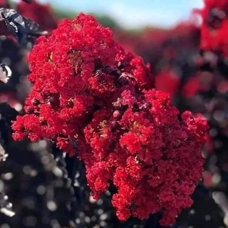 Cây giống tường vi huyết long