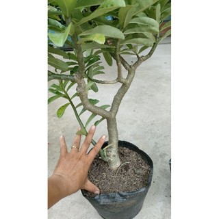Chậu cây Hoa sứ kỳ duyên ( sứ thái hồng )