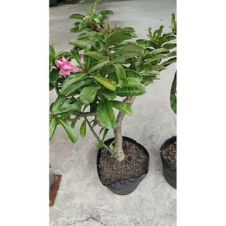 Chậu cây Hoa sứ kỳ duyên ( sứ thái hồng )