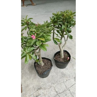 Chậu cây Hoa sứ kỳ duyên ( sứ thái hồng )