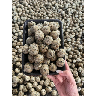 Chả ốc viên 500g