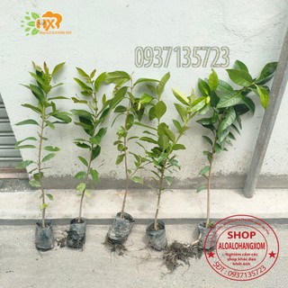 cây vối giống-combo 5 cây