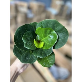 Cây bàng Singapore size mini để bàn