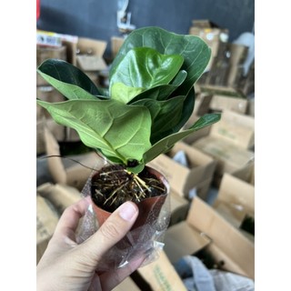 Cây bàng Singapore size mini để bàn