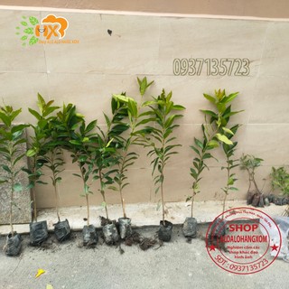 cây vối giống-combo 5 cây