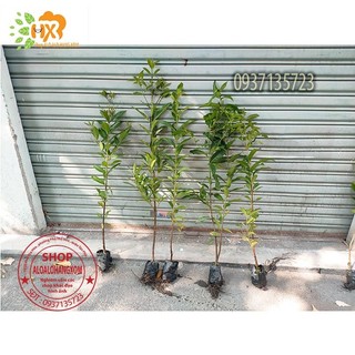 cây vối giống-combo 5 cây