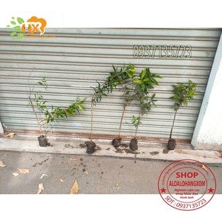 cây vối giống-combo 5 cây