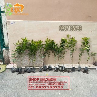 COMBO 5 CÂY VỐI CÂY GIỐNG