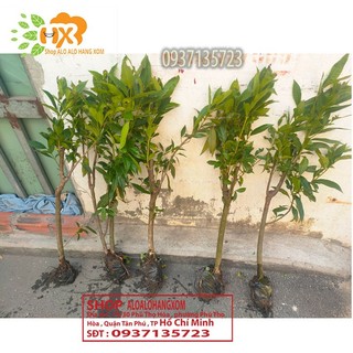COMBO 5 CÂY VỐI CÂY GIỐNG