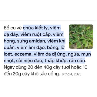 bồ cu vẽ chuẩn giống (cây giống nhanh có trái)
