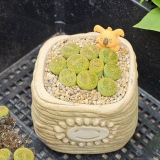 Sen đá Thạch Lan/Lithops xanh size cây 1,3-1,8cm được trồng sẵn cả chậu sứ đẹp như ảnh