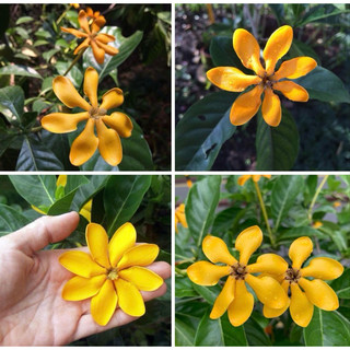 Chậu nhựa Lài Hoàng Đế