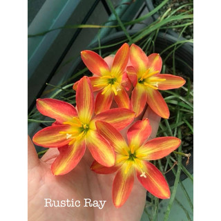 Củ giống huệ mưa ngoại Rustic Ray bảo hành đến khi nở hoa đúng màu