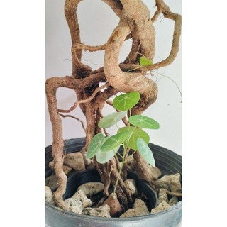 Củ bình vôi mini, cây giao hình cuối
