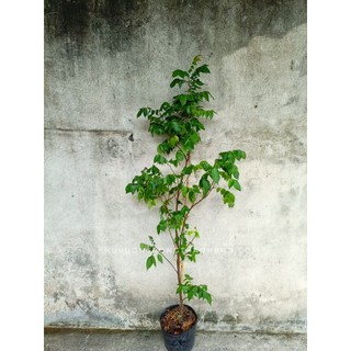 Cây khế ngọt 1m2_1m3