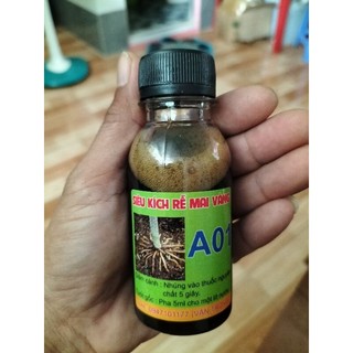 Kích rễ mai vàng a01